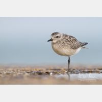 4619 x 3079_Px _RM_120928_MG_4079.jpg