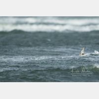 4855 x 3236 Px   _RM_190917_D2_1943.jpg