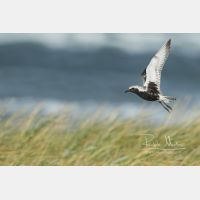 4924 x 3283 Px   _RM_190917_D2_1882_b.jpg