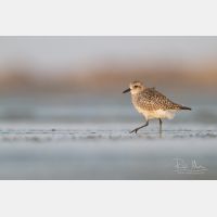 5184 x 3456 Px   _RM_141114_MG_9915-2.jpg