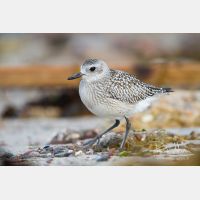 5184 x 3456_Px _RM_120928_MG_4535.jpg