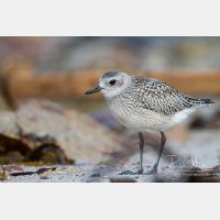 5184 x 3456_Px _RM_120928_MG_4537.jpg