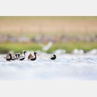 5760 x 3840 Px   _RM_180805__D3_5565.jpg