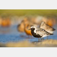 5760 x 3840 Px   _RM_180805__D3_5769.jpg