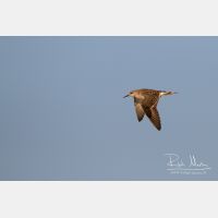 3452 x 2301_Px _RM_130427_MG_7780.jpg