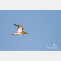 3731 x 2487_Px _RM_130427_MG_7857.jpg