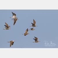 3760 x 2507_Px _RM_130128_MG_0180.jpg