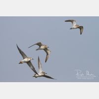 3886 x 2591_Px _RM_130128_MG_0426.jpg