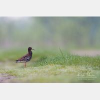 3973 x 2649_Px _RM_140428_MG_1621.jpg