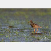 4058 x 2705_Px _RM_140501_MG_0228.jpg