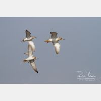 4109 x 2739_Px _RM_130128_MG_0470.jpg