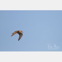 4180 x 2786_Px _RM_130427_MG_7846.jpg