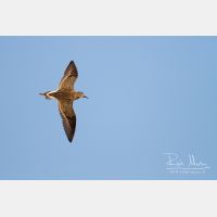 4276 x 2850_Px _RM_130427_MG_7858.jpg