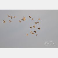 4276 x 2850_Px _RM_130819_MG_3129.jpg