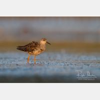 4283 x 2855_Px _RM_140802_MG_0180.jpg