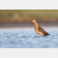 4287 x 2858_Px _RM_170814_MG_9722.jpg