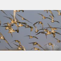 4300 x 2867_Px _RM_141104_MG_0077.jpg