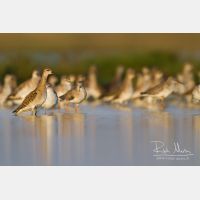 4351 x 2901_Px _RM_141104_MG_0100.jpg