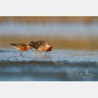 4387 x 2925_Px _RM_140802_MG_0175.jpg