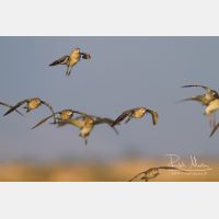 4393 x 2928_Px _RM_141104_MG_0069.jpg