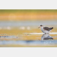 4466 x 2977_Px _RM_170814_MG_9215.jpg