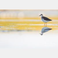 4475 x 2983_Px _RM_170814_MG_9259.jpg