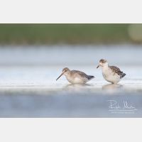 4526 x 3017_Px _RM_170815_MG_0299.jpg