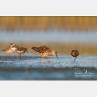 4556 x 3037_Px _RM_140802_MG_0172.jpg