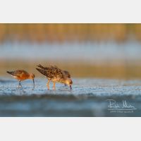 4603 x 3069_Px _RM_140802_MG_0174.jpg