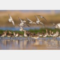 4648 x 3098_Px _RM_141104_MG_0032.jpg