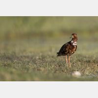 4657 x 3105_Px _RM_150425_MG_4753.jpg