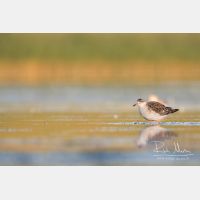 4667 x 3111_Px _RM_170814_MG_9205.jpg