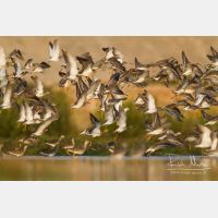 4681 x 3121_Px _RM_141105_MG_0531.jpg