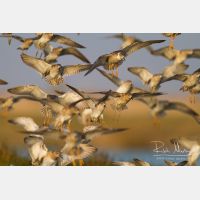 4893 x 3262_Px _RM_141104_MG_0087.jpg