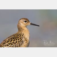 4895 x 3263_Px _RM_120907_MG_0232.jpg