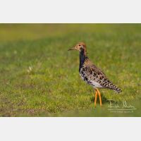 4907 x 3272_Px _RM_140428_MG_1814.jpg