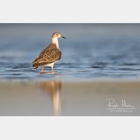 4948 x 3299_Px _RM_170813_MG_8620.jpg