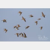 4954 x 3303_Px _RM_130128_MG_0177.jpg