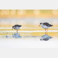 4999 x 3332_Px _RM_170814_MG_9265.jpg