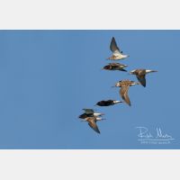 5032 x 3354_Px _RM_140429_MG_4118_b.jpg