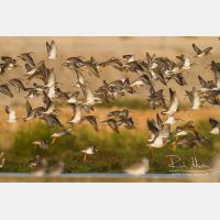 5042 x 3361_Px _RM_141105_MG_0532.jpg