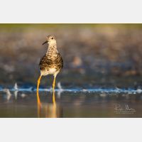 5168 x 3445 Px   _RM_180807__D3_7599.jpg