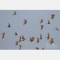 5184 x 3456_Px _RM_130128_MG_0435.jpg