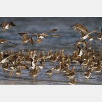 5184 x 3456_Px _RM_130204_MG_8854.jpg