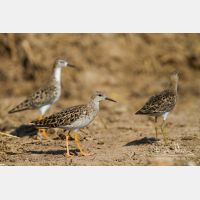 5184 x 3456_Px _RM_130423_MG_4404.jpg