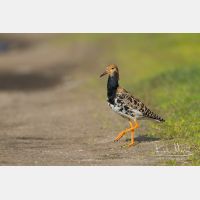 5184 x 3456_Px _RM_140428_MG_1818.jpg