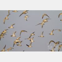 5184 x 3456_Px _RM_141104_MG_0019.jpg