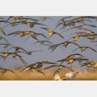 5184 x 3456_Px _RM_141104_MG_0081.jpg