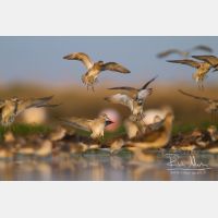 5184 x 3456_Px _RM_141104_MG_0185.jpg