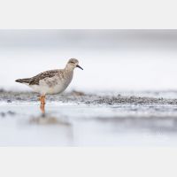 5238 x 3492 Px   _RM_180805__D2_0506.jpg